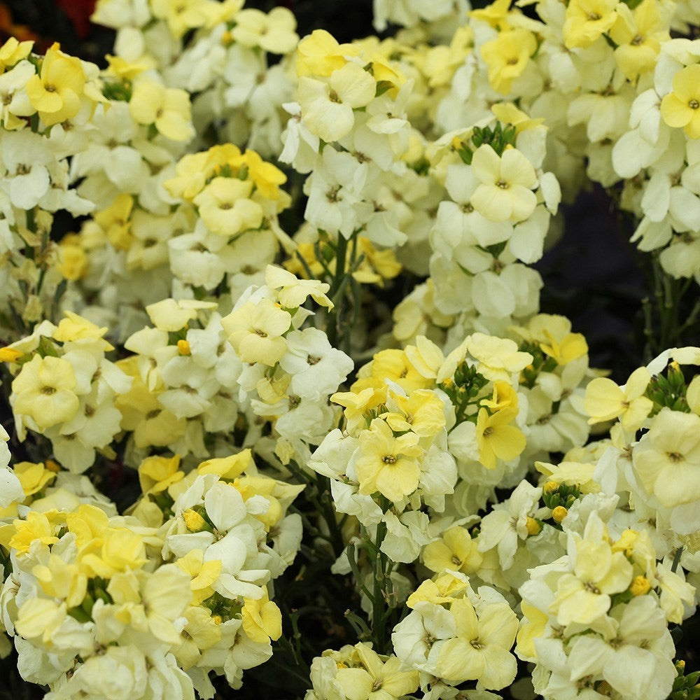 2x Wallflower Sugar Rush Primrose Plants 9cm Pots Fragrant Spring Flowers