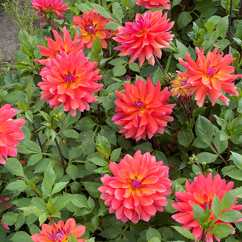 Dahlia Firepot Plant 2L Pot Striking Perennial Cut Flower Garden