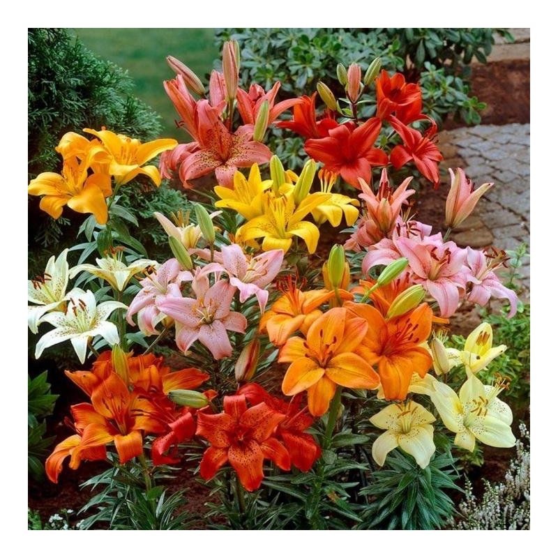 12 x Lilies Asiatic Mixed Bulbs - Ideal for Pots and Borders Hardy Perennial