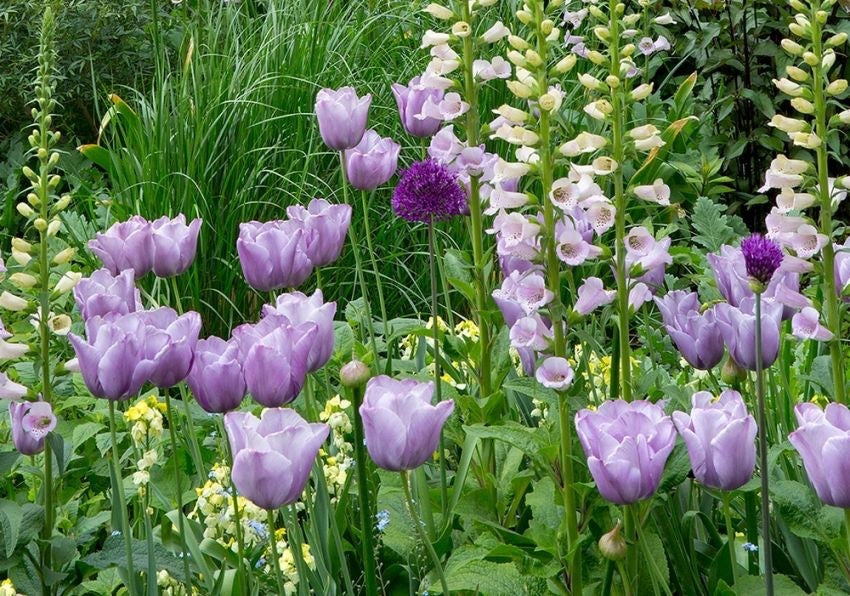 10x Tulip Blue Aimable Bulbs 10/11cm Lilac Purple Spring Flowering Tulips