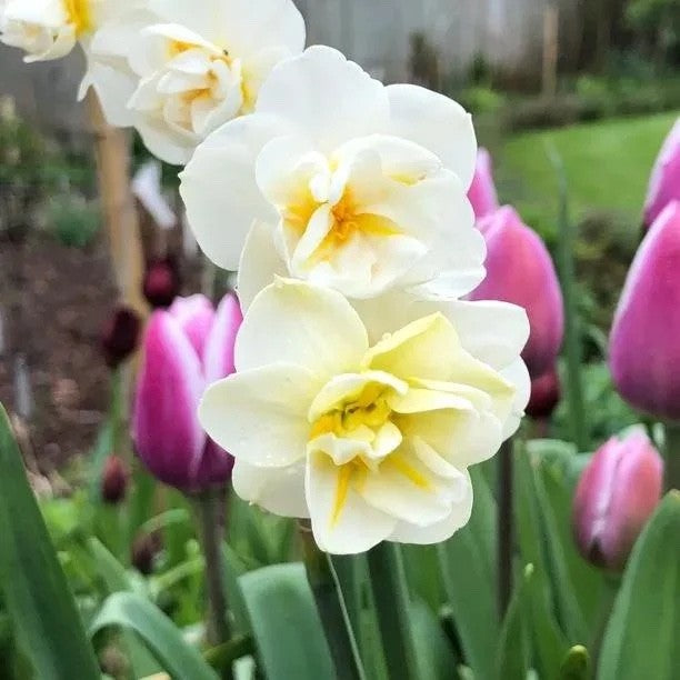 15x Daffodil Cheerfulness Bulbs Double White Fragrant Spring Narcissus