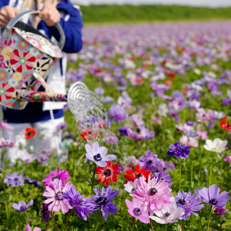 20 x  Anemone De Caen Mixed Bulbs - A colourful display for your garden