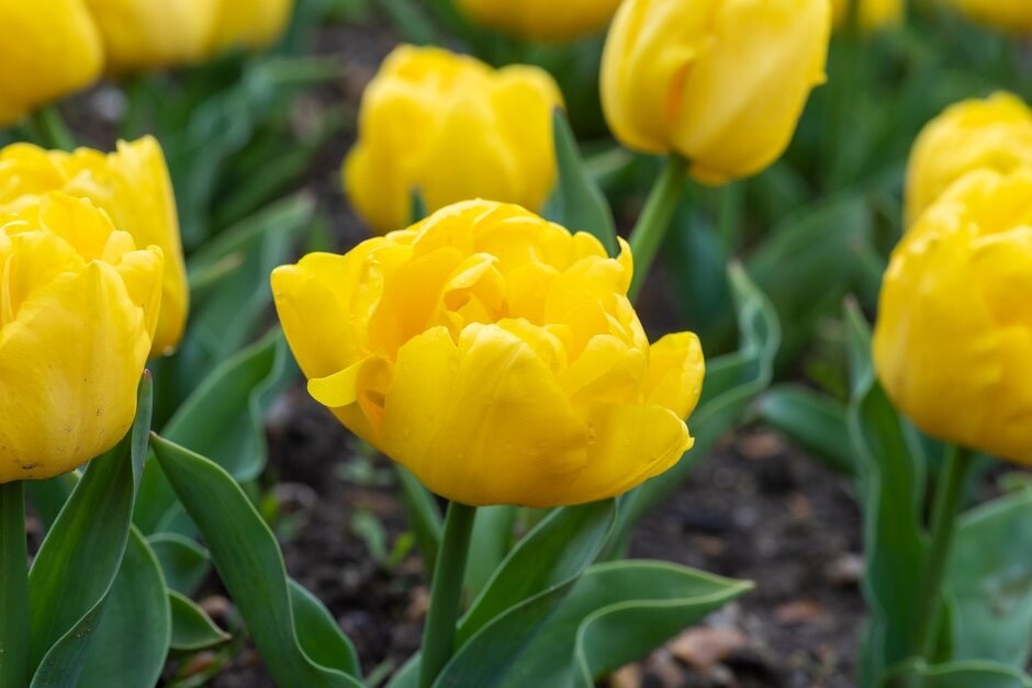 10x Double Early Tulip Yellow Baby 10/11cm Bulbs Pre-Order Autumn Planting