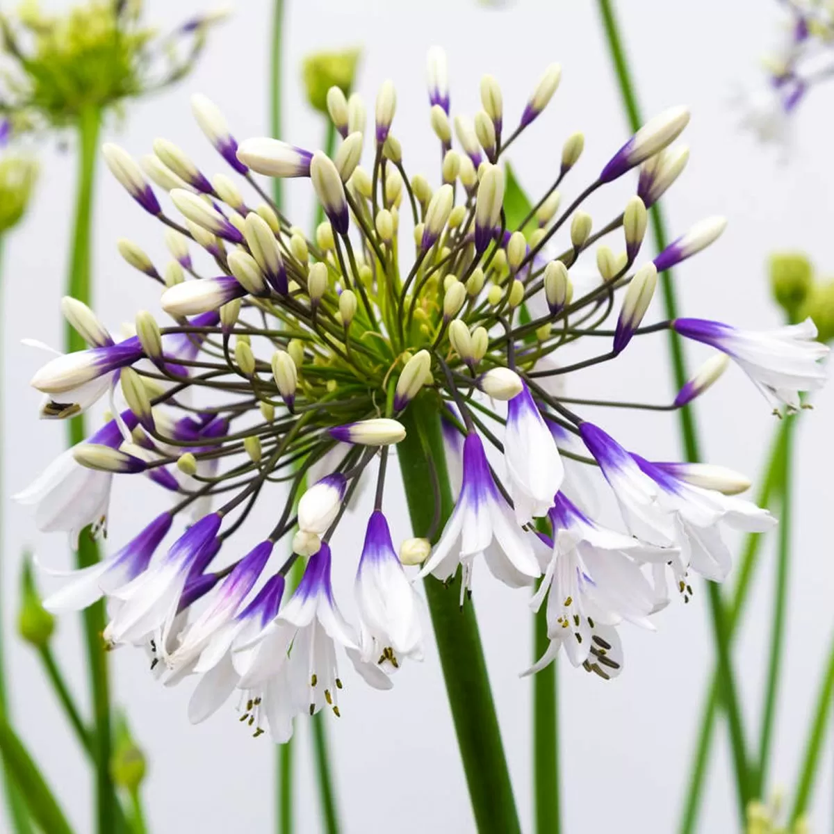 Agapanthus 'Fireworks' - Garden perennial plant in 1.5 Litre pot
