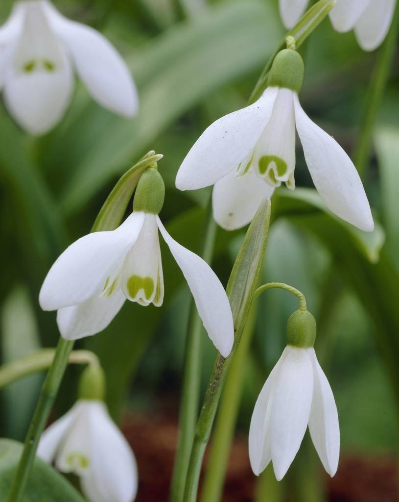 15x Snowdrop Elwesii Bulbs 4/5cm Giant White Early Spring Flowering Bulbs