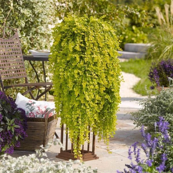 2x Lysimachia Goldilocks Plants 9cm Pots Golden Creeping Jenny Ground Cover