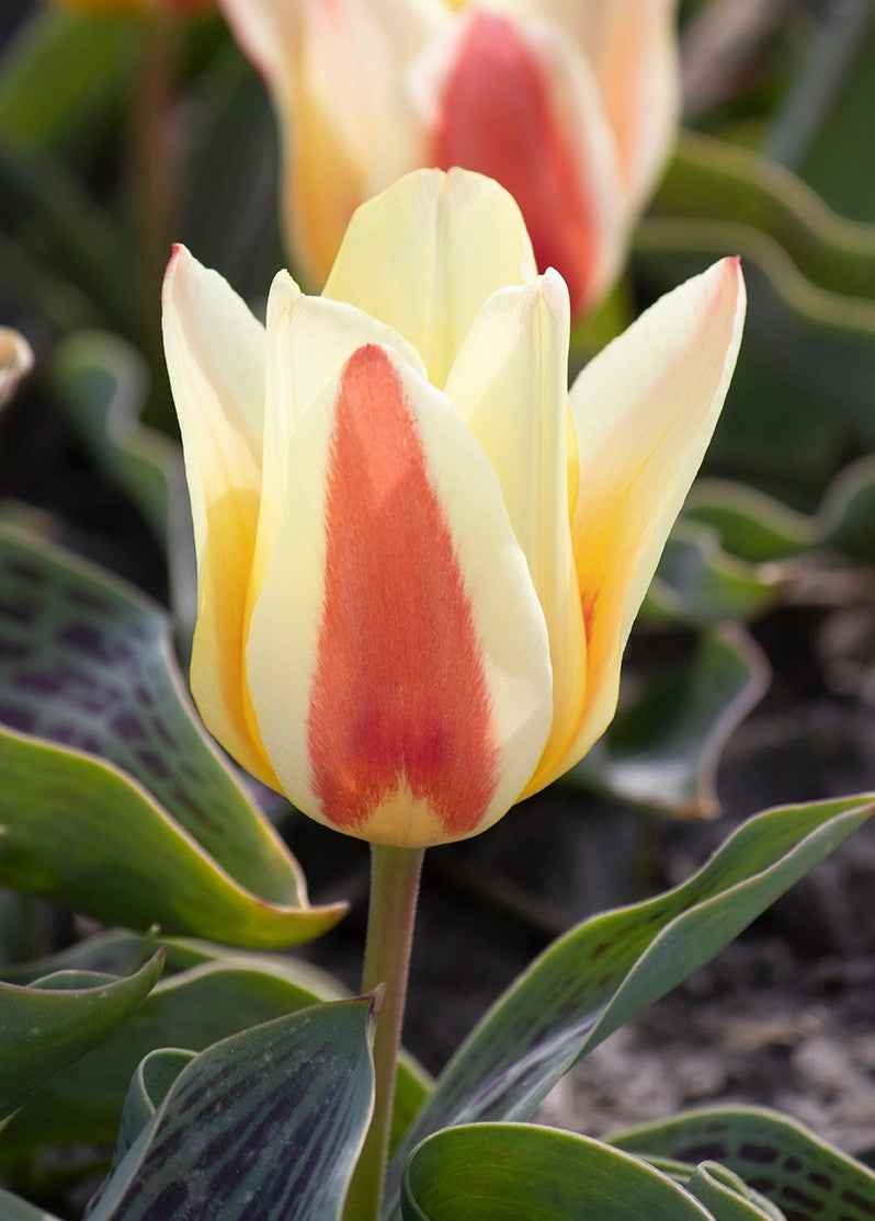 15x Dwarf Tulip Johann Strauss 10/11cm Bulbs Autumn Planting Pre-Order