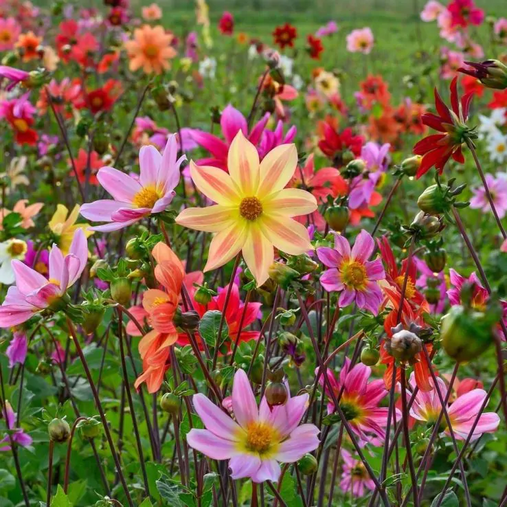 8 x Dahlia Mignon Mix Bulbs - Perfect for pots and borders adored by bees