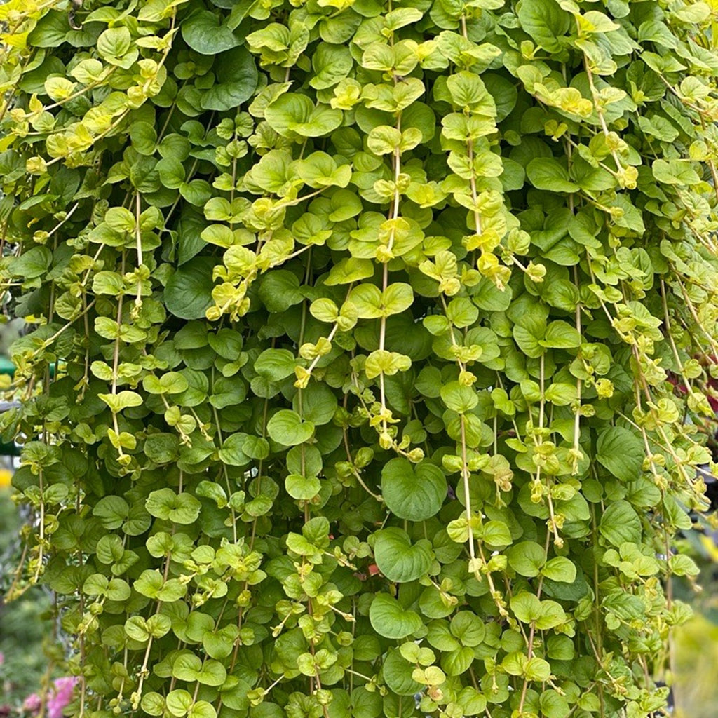 2x Lysimachia Goldilocks Plants 9cm Pots Golden Creeping Jenny Ground Cover