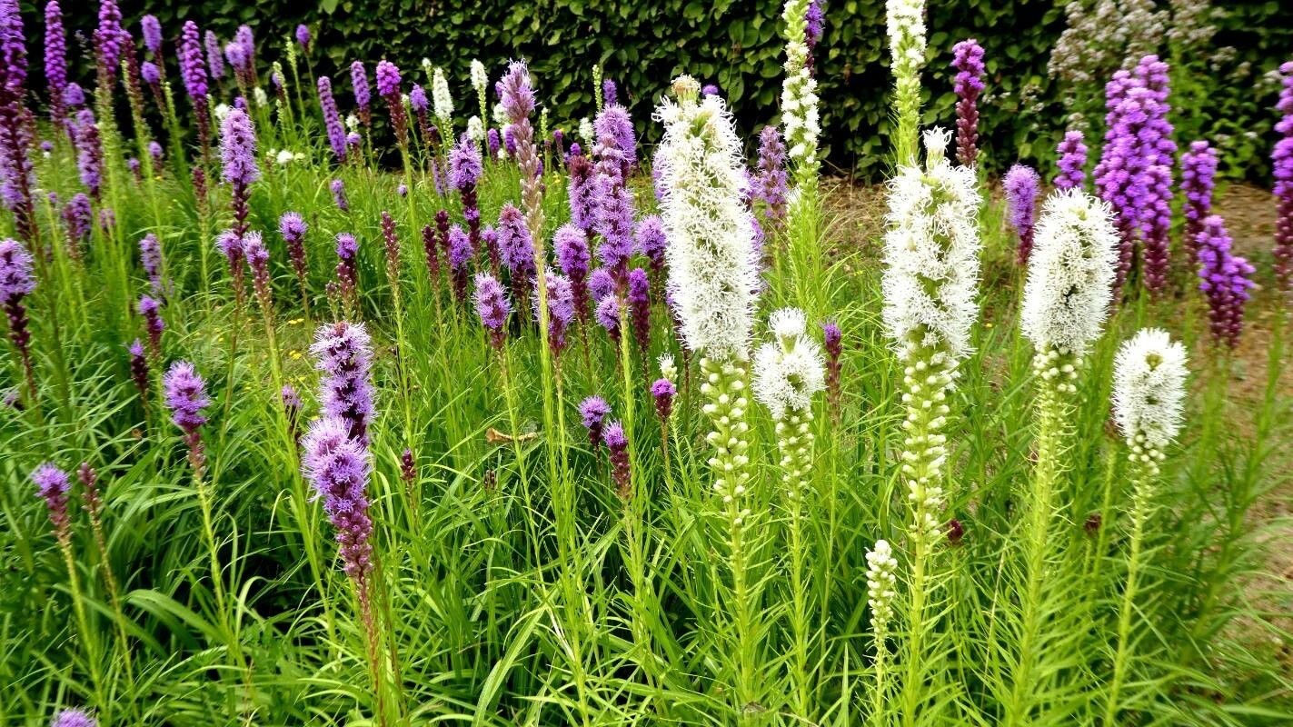 20 x Liatris Purple and White bulbs -  Gayfeather Perennial Late-Summer Colour