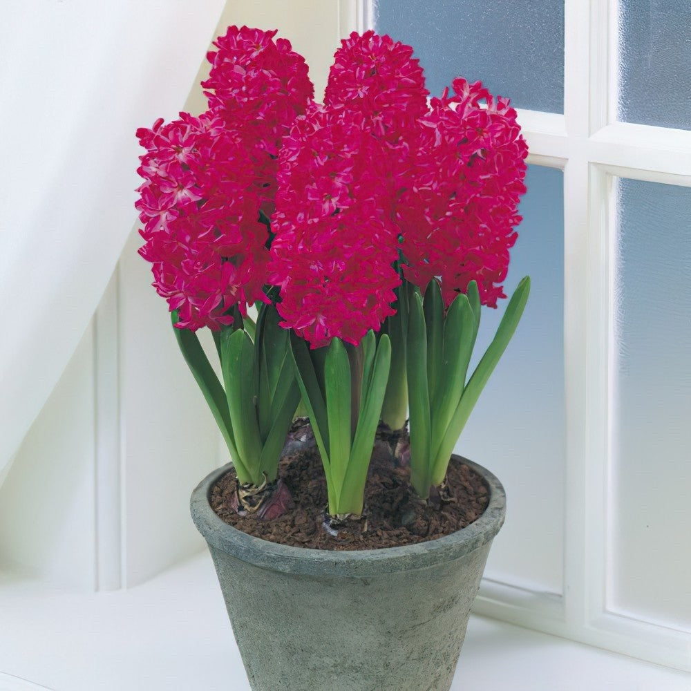 5x Prepared Hyacinth Jan Bos 16/17cm Indoor Christmas Bulbs Pre-Order