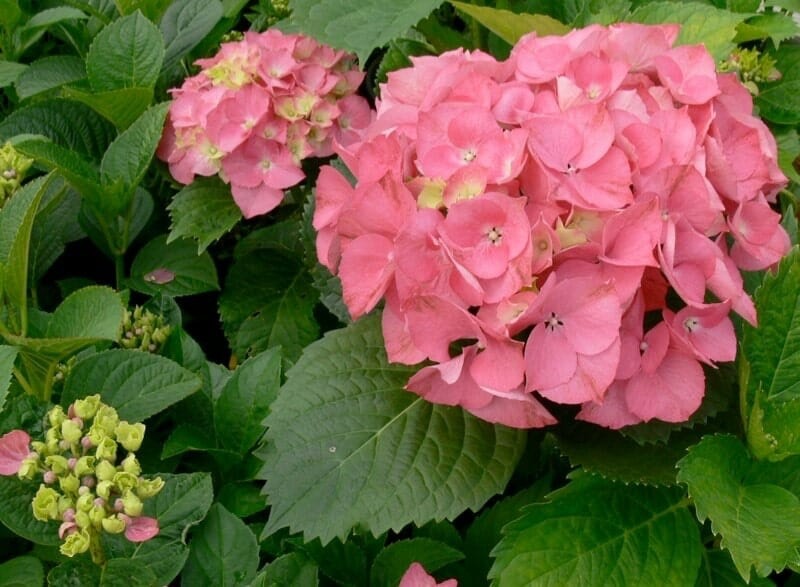 Hydrangea macrophylla 'Pink Ball' - PREMIUM Garden Shrub in 5 litre pot