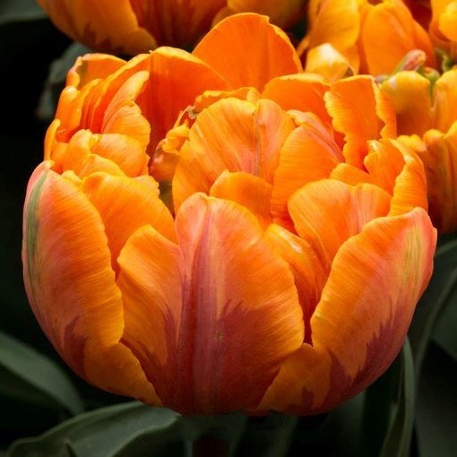 10x Double Early Tulip Orange Nassau 10/11cm Bulbs Pre-Order Autumn Planting