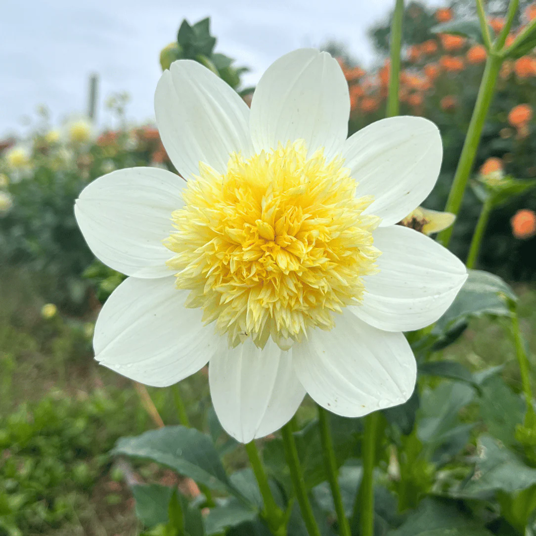 4 x Dahlia Anenome Platinum Blonde Bulbs - Superb in Borders or Bouquets