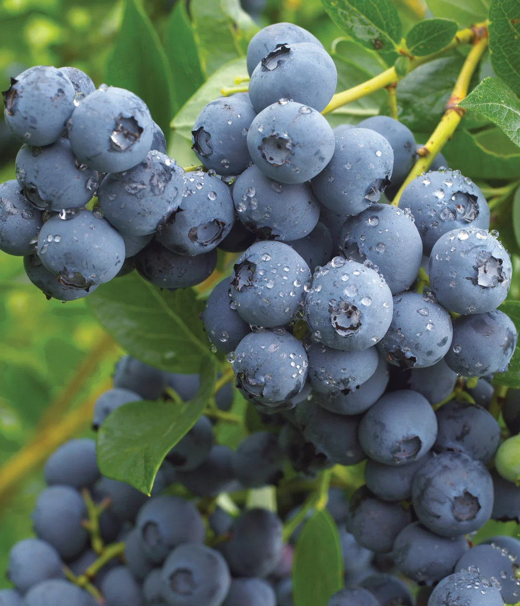 50 x Blueberry Vaccinium 'Duke' Plug Plants - Good Value Suitable For Pots