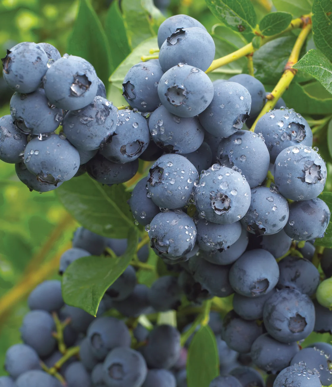 50 x Blueberry Vaccinium 'Duke' Plug Plants - Good Value Suitable For Pots