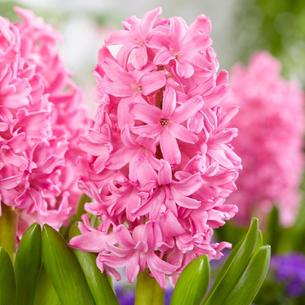 5x Prepared Hyacinth Pink Pearl 16/17cm Indoor Bulbs Christmas Pre-Order