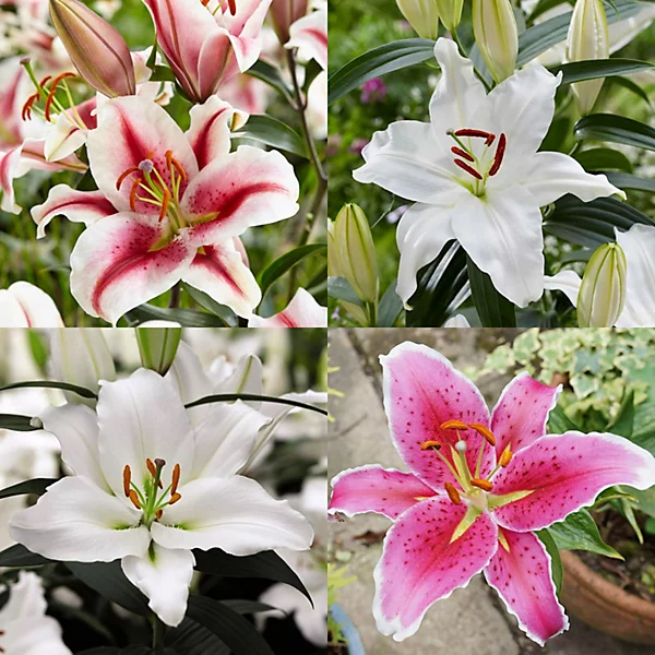 6 x Lily Oriental Mixed Summer Bulbs - Highly Scented Large Flower Hardy Lilium