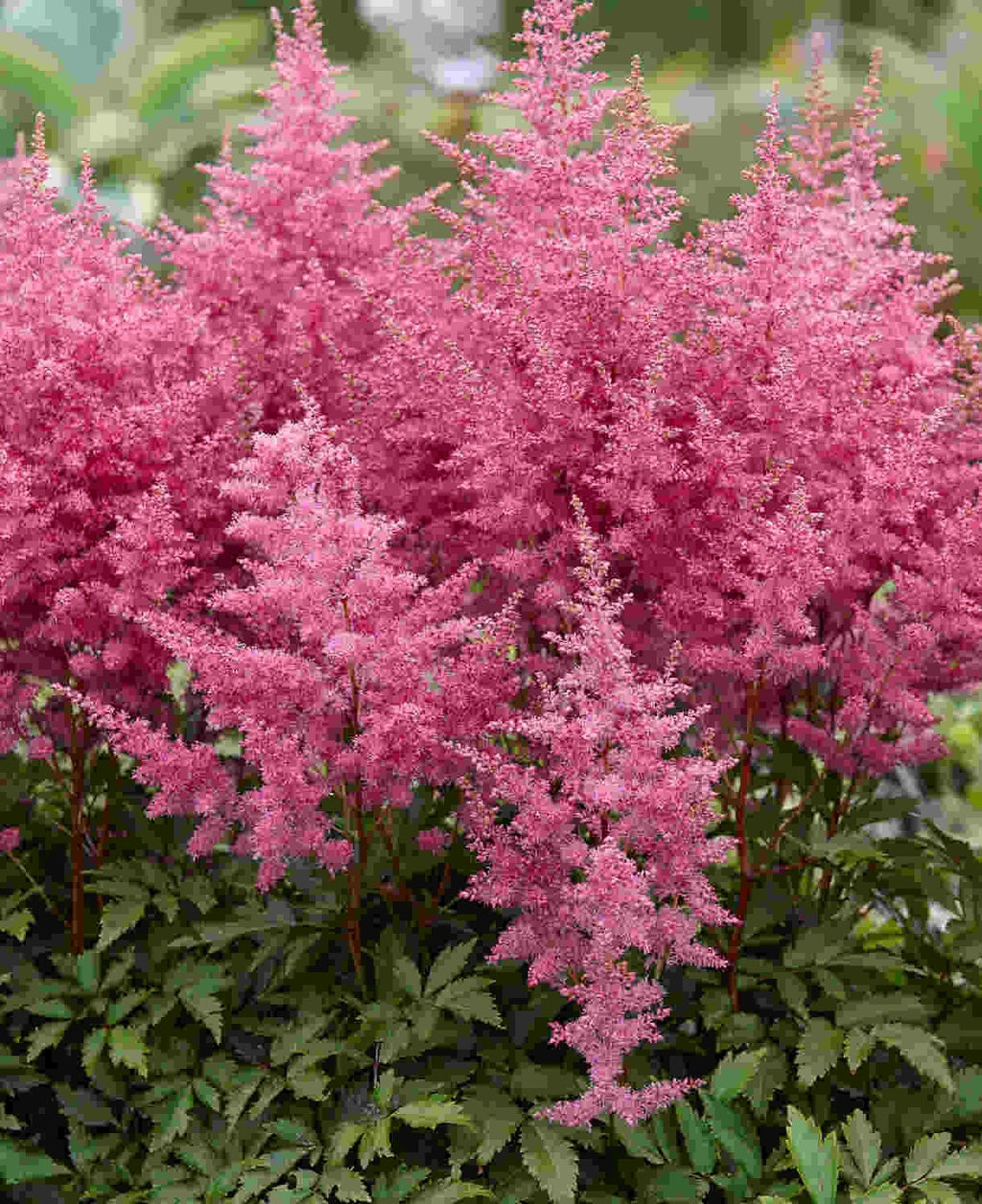 4 x Astilbe Younique Lilac Bulbs - Elegant Plumes Perfect for Shaded Areas