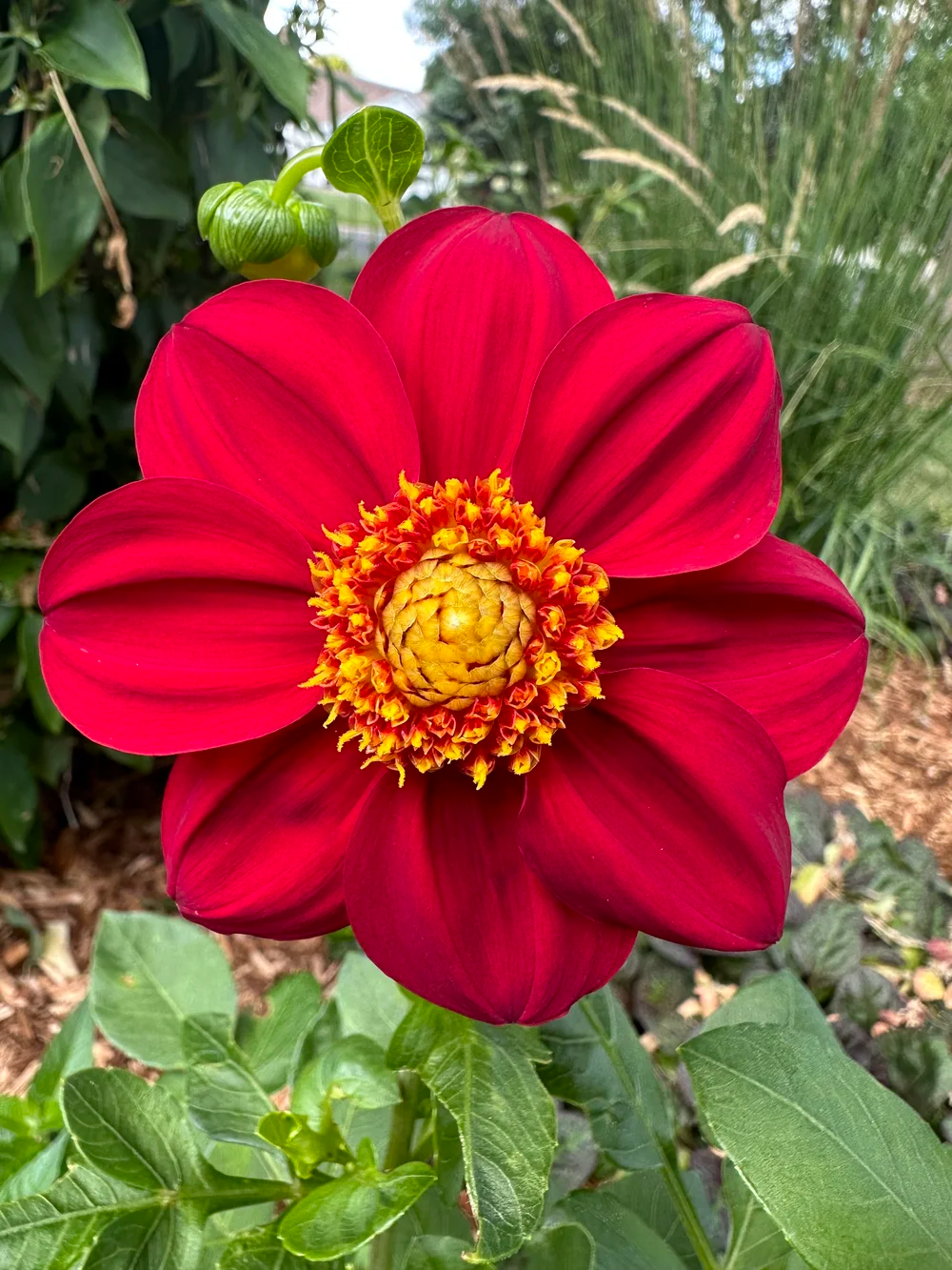 4 x Dahlia Mignon Red Bulbs - Perfect for pots and borders adored by bees