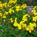 2x Wallflower Sugar Rush Yellow Plants 9cm Pots Fragrant Hardy Spring Flowers