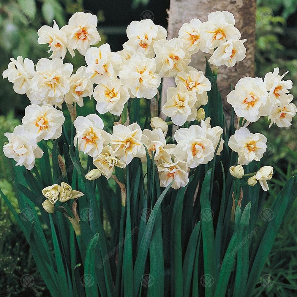 15x Daffodil Sir Winston Churchill Bulbs Double White Scented Narcissus