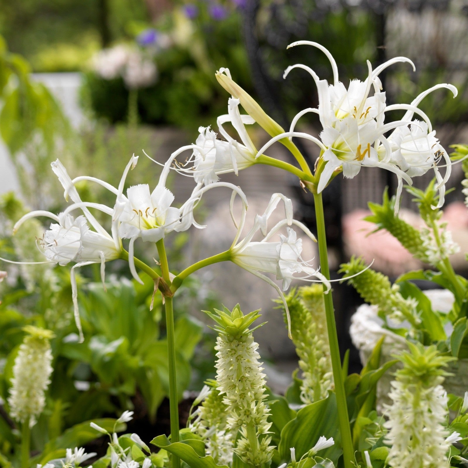 4 x Ismene Festalis Bulbs - Peruvian Daffodil Spider Lily