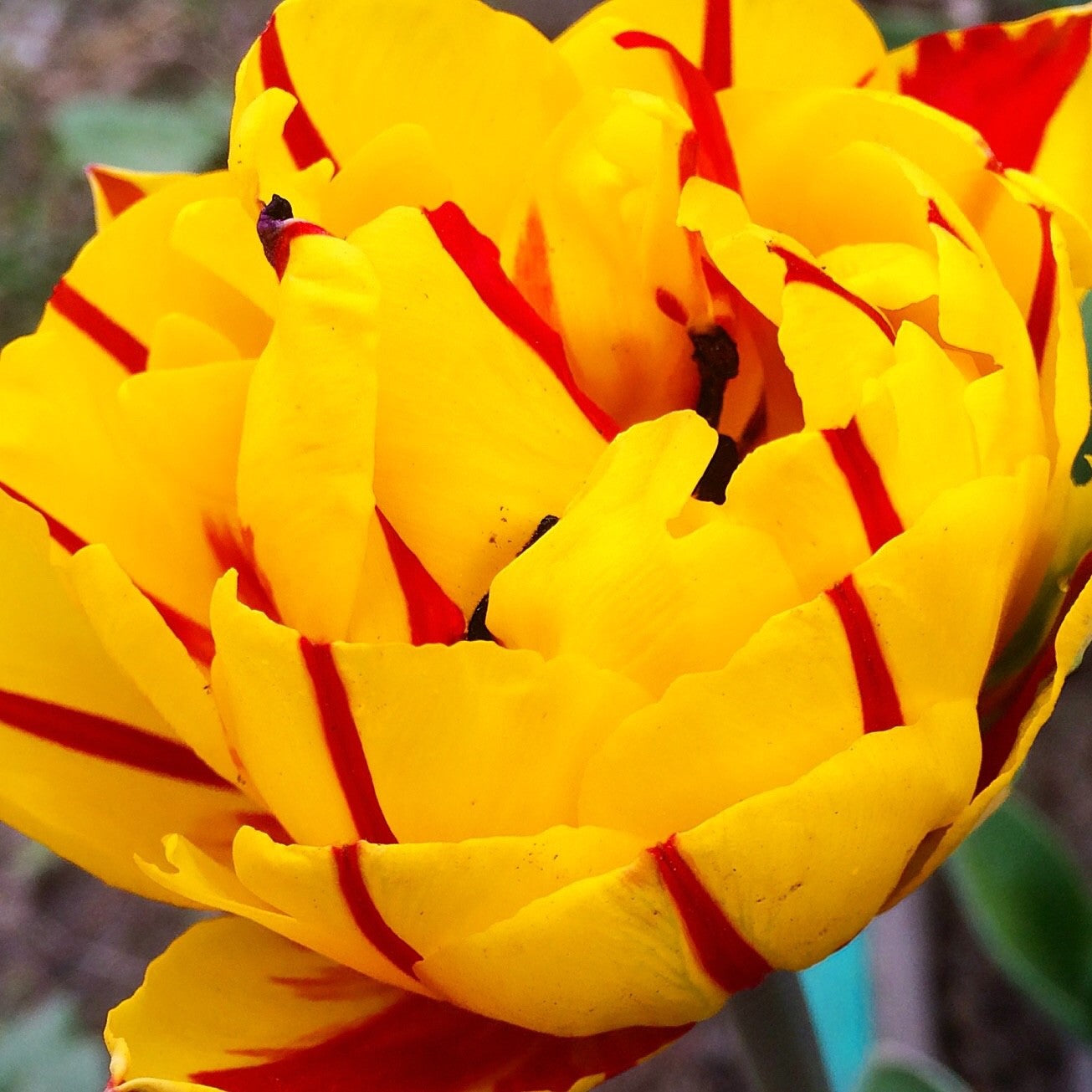 10x Tulip Golden Nizza Bulbs 10/11cm Double Yellow Spring Flowering Tulips