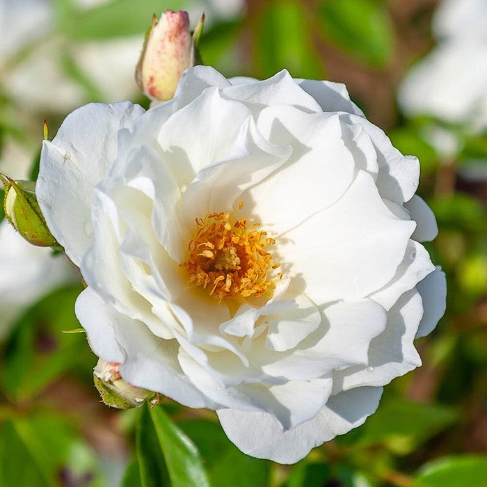 Rose "Iceberg" - PREMIUM Climbing White Floribunda Bush Rose in 5 litre pot