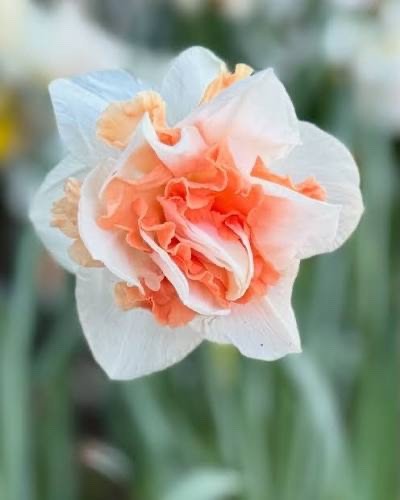 15x Daffodil Delnashaugh Bulbs Double White Pink Spring Narcissus Flowers