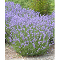 2x English Lavender Munstead Plants Hardy Garden Lavender Angustifolia 10.5c pot