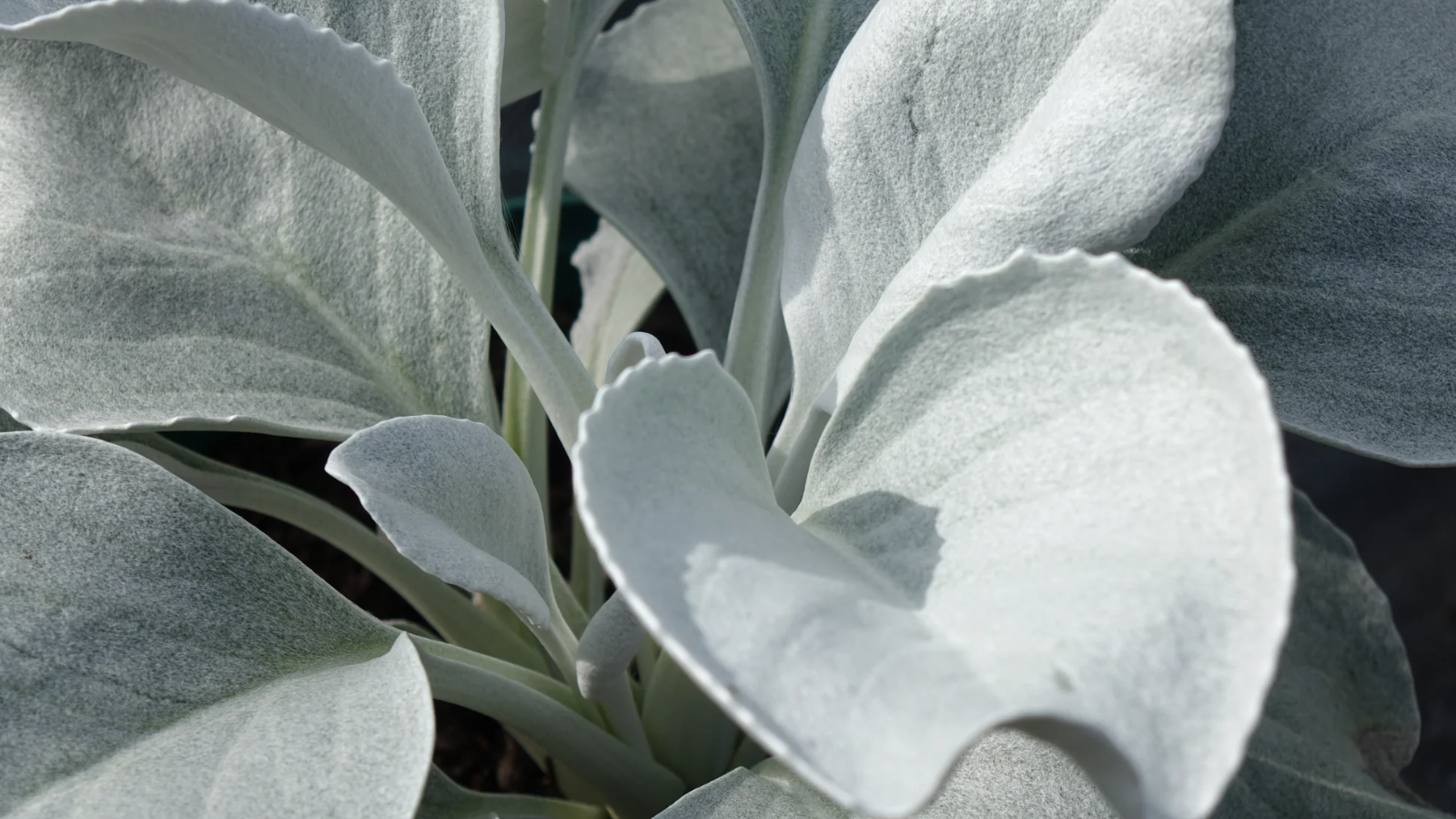 2x Senecio Angel Wings Plants 9cm Pots Silver Foliage Hardy Garden