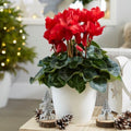 2x Cyclamen Festive Red Plants 10.5cm Pots Autumn Winter Flowering