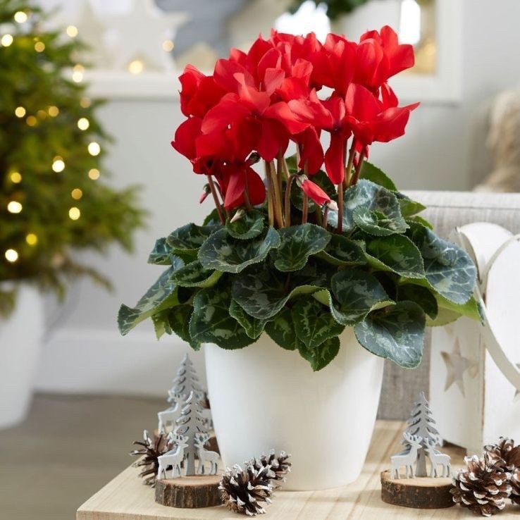2x Cyclamen Festive Red Plants 10.5cm Pots Autumn Winter Flowering