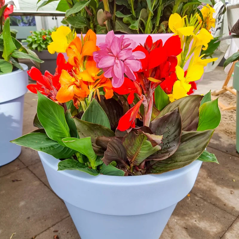 9 x Canna Dwarf Mix Bulbs - Lily Tropicanna Yellow, Red and Peachy colours