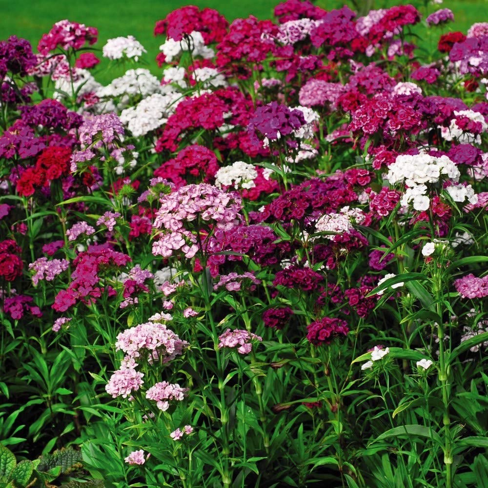 2x Dianthus Festival Mix Plants 9cm Pots Hardy Perennial Colourful Pink Flowers