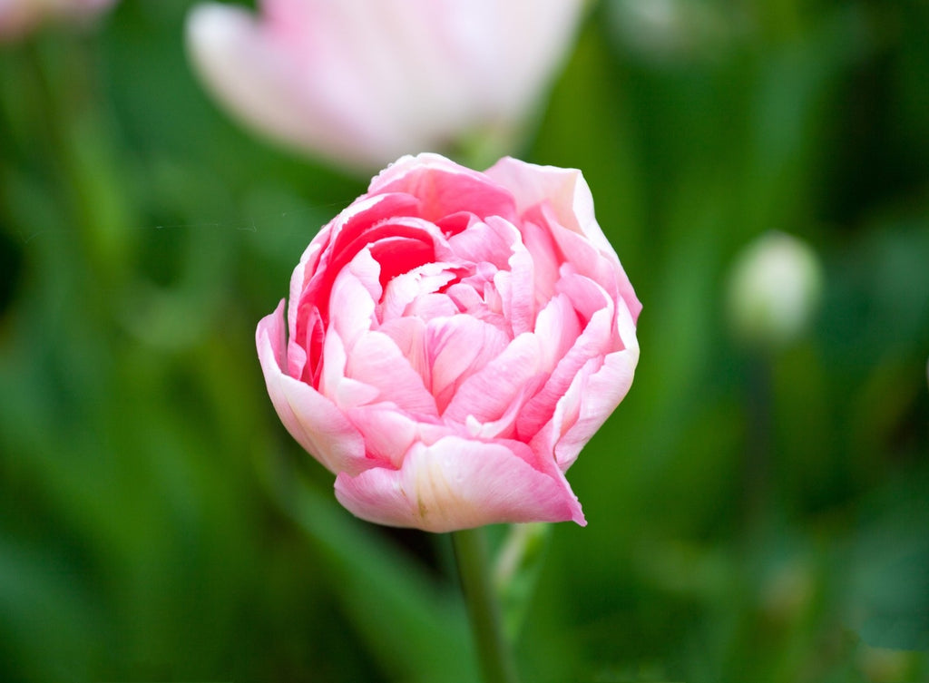 10x Tulip Angelique Bulbs 10/11cm Double Pink Peony Spring Flowering Tulips