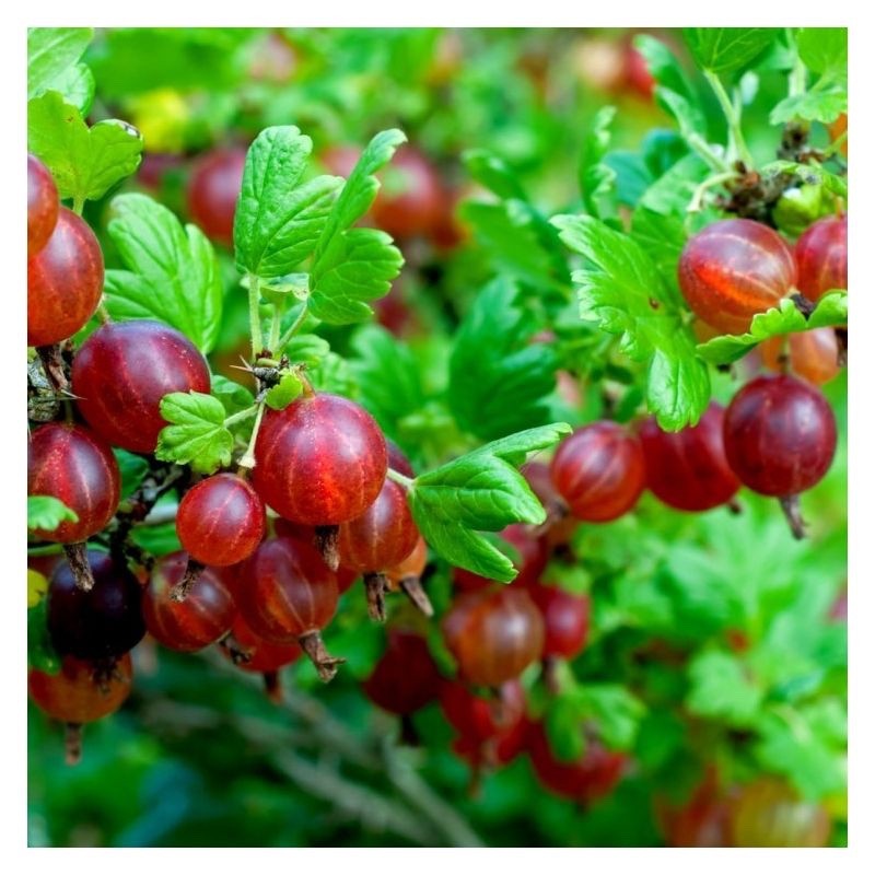 Gooseberry 'Hinnonmaki Red' - Large Ribes ready to fruit in Summer 3ltr pot