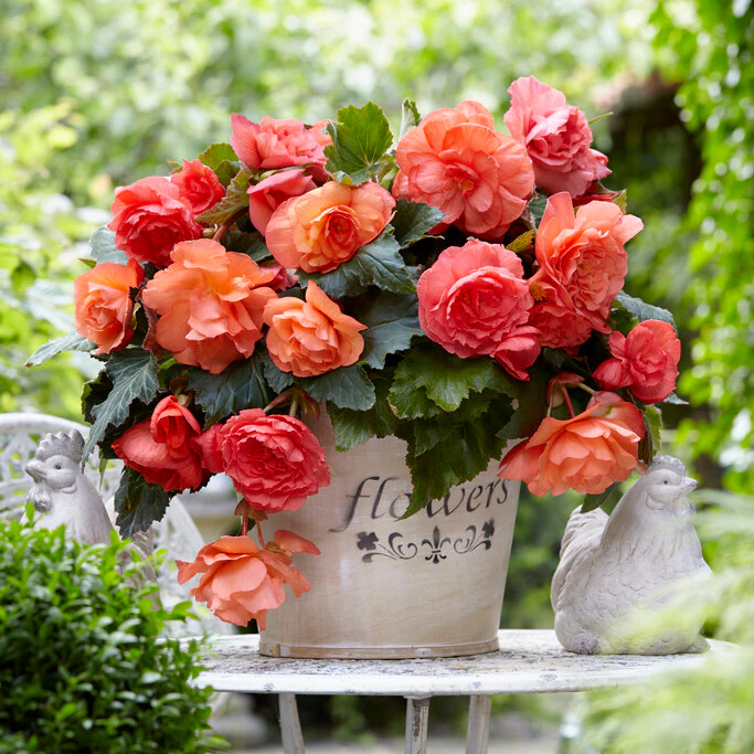 4 x Begonia Odorosa Sweet Pink Bulbs - Sweet Scented Variety