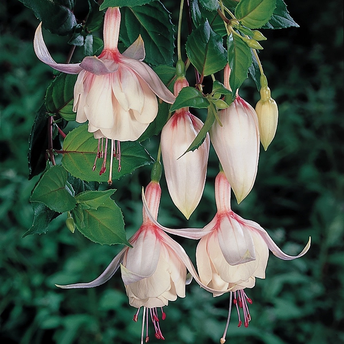 2x Fuchsia Happy Wedding Day Plants Hardy Perennial 10.5cm Pots