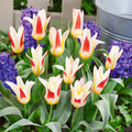 15x Dwarf Tulip Johann Strauss 10/11cm Bulbs Autumn Planting Pre-Order