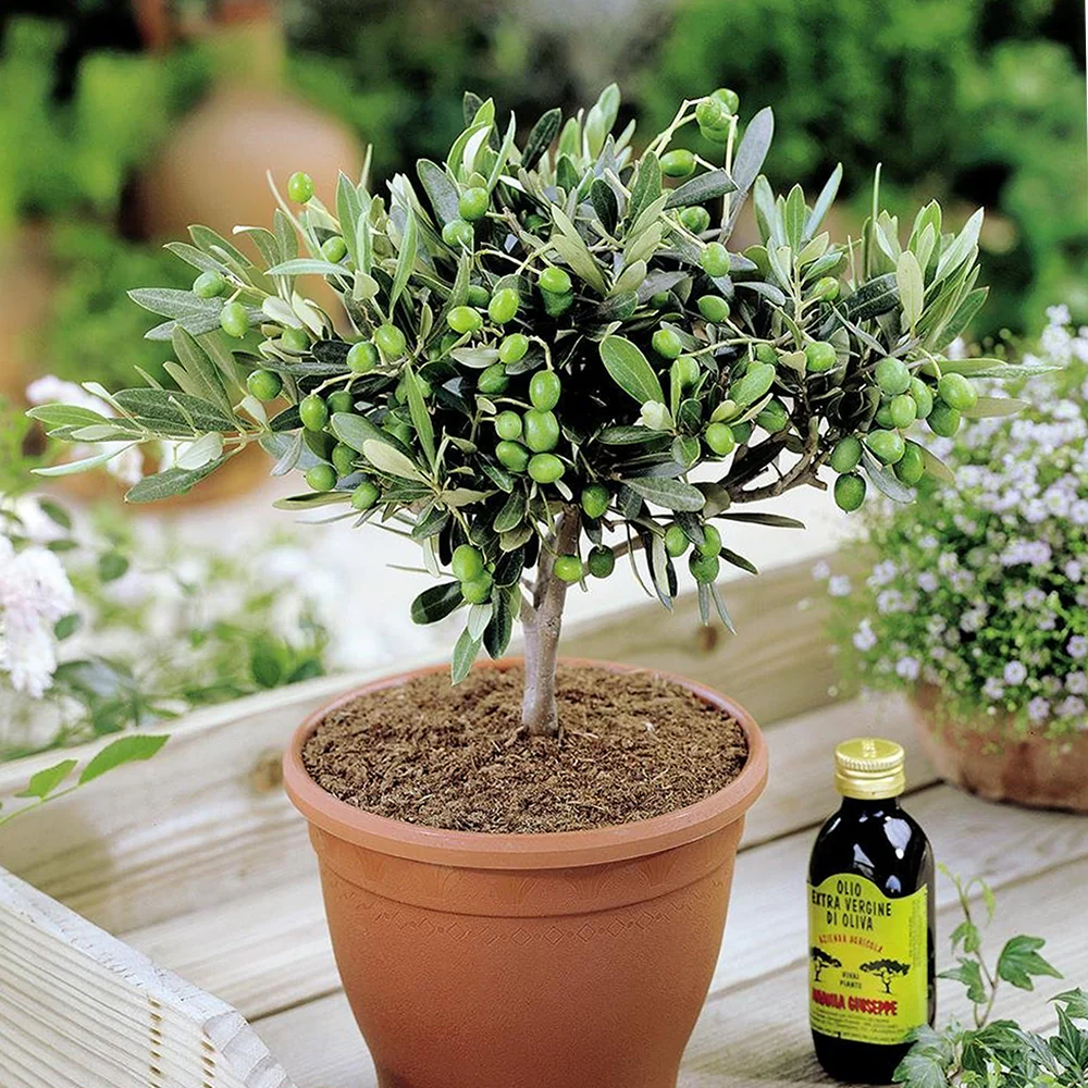 2 x Mini Olive Tree Olea Europaea - Common Olive Garden Shrub in 2ltr pot