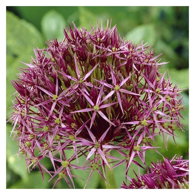 10x Allium Christophii Bulbs 14/16cm Star Flower Ornamental Garden Perennial