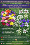 36 x Fragrant Flower Bulbs Mix – Freesia, Acidanthera, Lily, Gypsophila