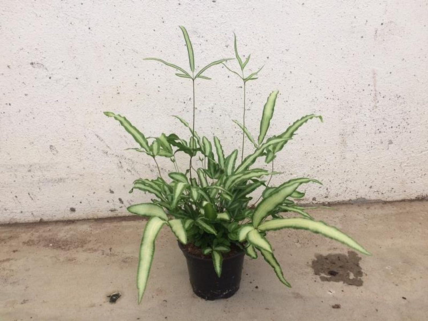 2 x Pteris Albolineata - Beautiful Indoor Plants Cretan Brake Fern 9cm potted