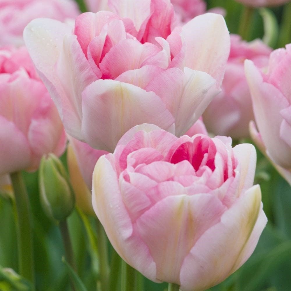 10x Tulip Angelique Bulbs 10/11cm Double Pink Peony Spring Flowering Tulips