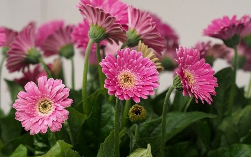 Gerbera Garvinea 'Sweet Surprise' -PREMIUM garden Perennial plant in 2 Litre pot