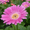 Gerbera Garvinea 'Sweet Surprise' -PREMIUM garden Perennial plant in 2 Litre pot