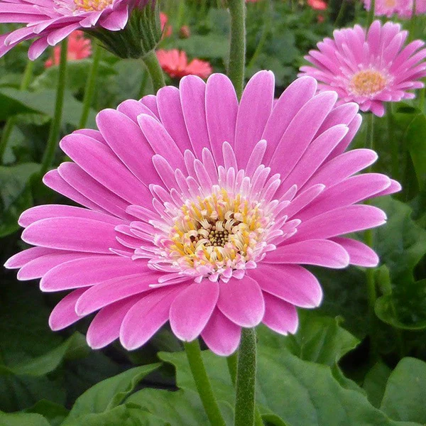 Gerbera Garvinea 'Sweet Surprise' -PREMIUM garden Perennial plant in 2 Litre pot