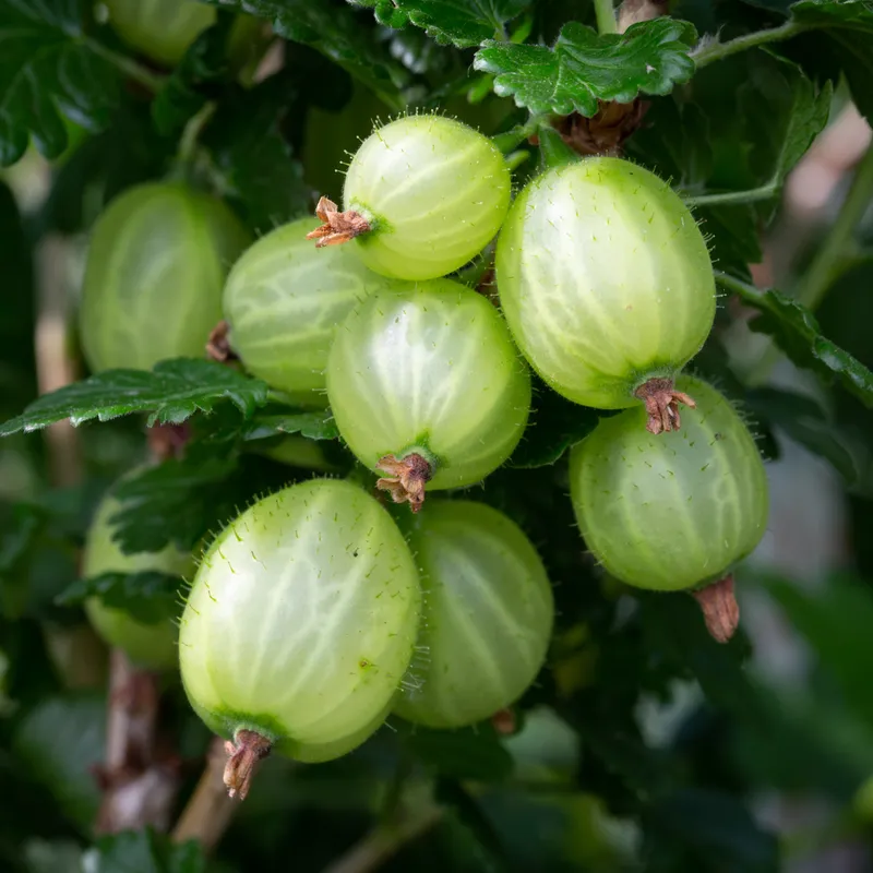 Gooseberry 'Hinnonmaki Green' - Large Ribes ready to fruit in Summer 3ltr pot